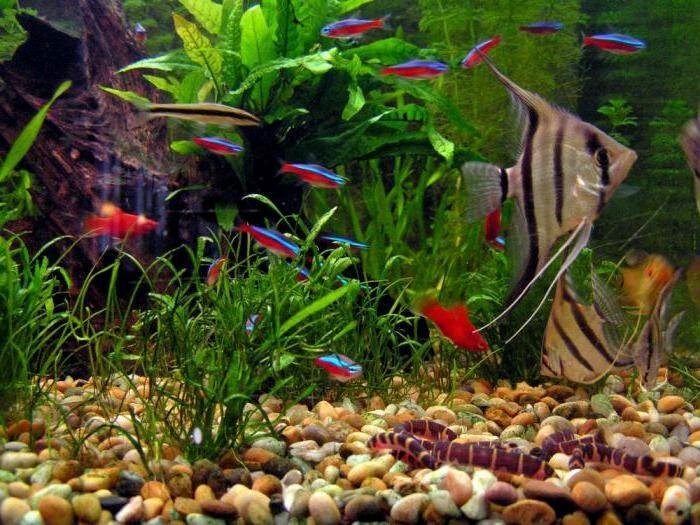 Аквариумистика – разведение растений и рыбок