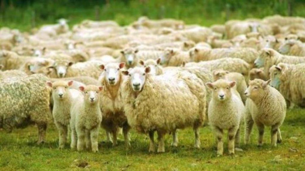 Овцы пасутся на пастбище