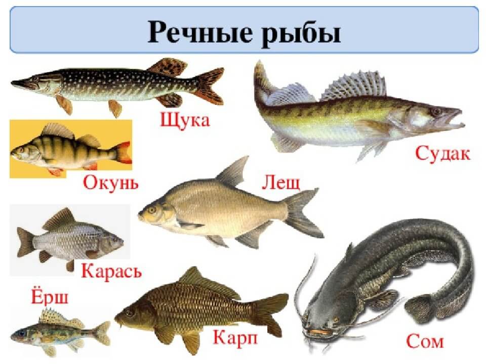 Ценные породы рыб