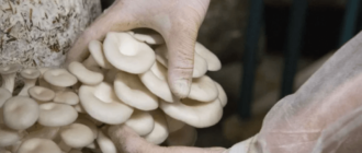 Выращивание грибов как бизнес