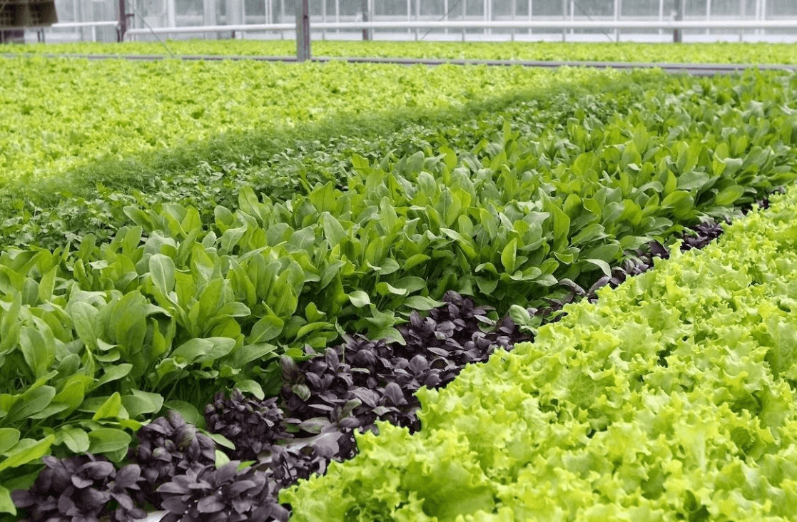 Выращивание зелени как бизнес